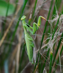Preying mantis looking for a mate