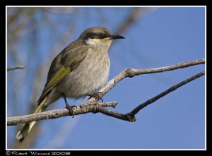 Singing Honeyeater