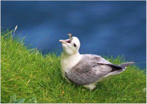 Fulmar