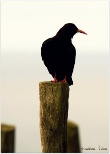 Chough on a fence post