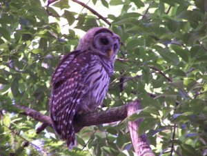 Barred Owl