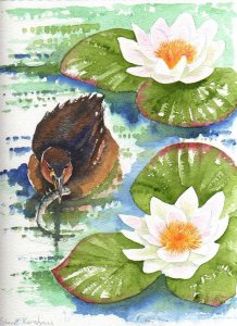 Little grebe and lillies.
