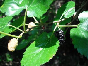 Mulberry and spider web
