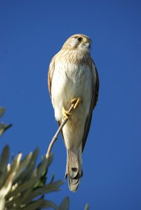 Nankeen Kestrel