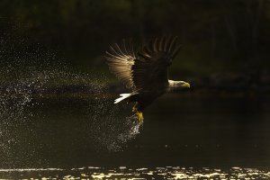 Euro Sea Eagle