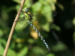 Southern Hawker