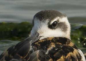 Red-neck portrait