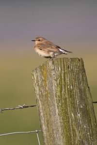 Wheatear