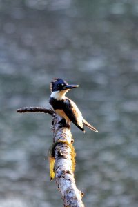 Basking belted vs2