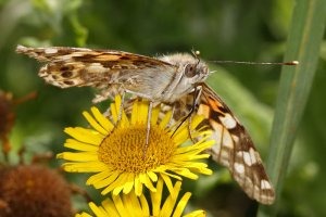 Painted Lady