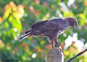 Chageable Hawk Eagle