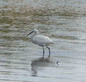 little egret