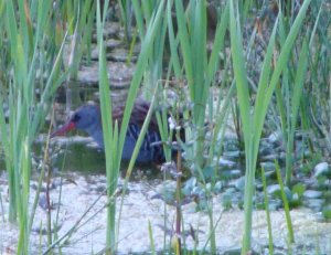 water rail