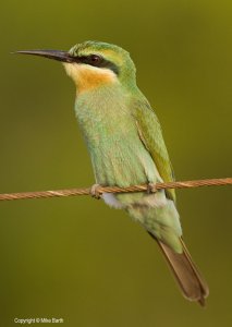 Juvenile Blue-Cheeked Bee Eater