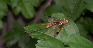 Giant Ichneumon Wasp