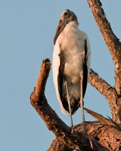 Wood Stork at Sunset