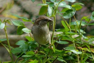 Natural Pesticide