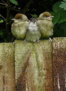 Three wise monkeys. A Family Portrait