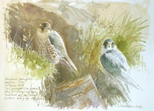 Peregrines study