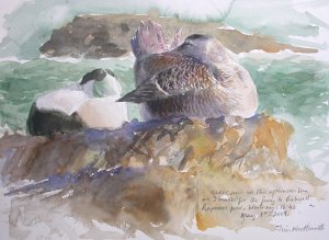 Eiders Preening - painting