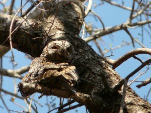 African Scops Owl