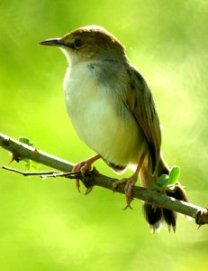 Carruthers's Cisticola