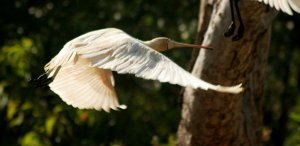 yellow-billed spoonbill