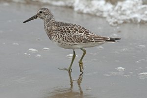 Great Knot