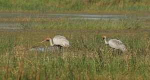 pair of brolga