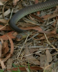 eastern brown