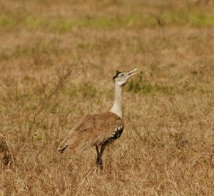 australian bustard