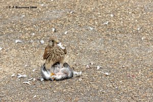 Female Kestrel with Pigeon