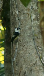 pied monarch