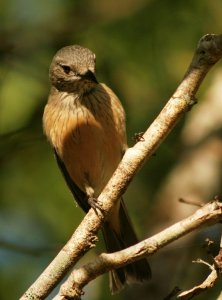 bower's shrike-thrush
