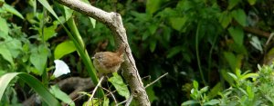 Wren