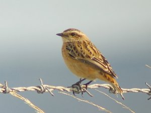 Whinchat