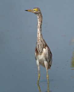 Chinese Pond Heron moulting