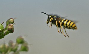 Common Wasp