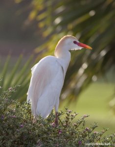 Cattle Egret - Breeding
