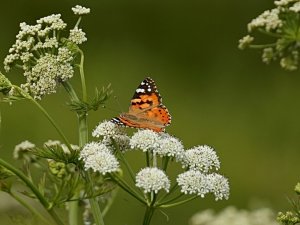 Painted Lady