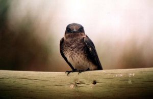 Purple Martin - female