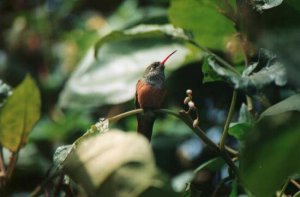 Amazilia Hummingbird