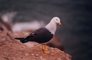 Band-tailed Gull