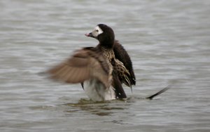 Long-tailed Duck