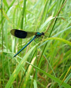 Banded Demoiselle Damselfly Male