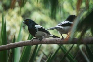 Magpie Tanager