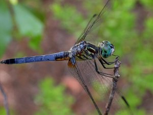 Blue Dasher Dragonfly