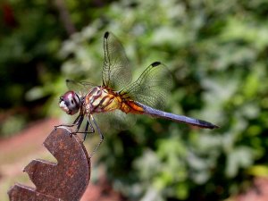 Immature Blue Dasher Dragonfly