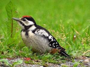 Great Spotted Woodpecker