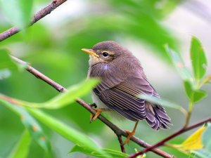 Willow Warbler